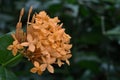 Soft focus side view of a cluster of pale orange, jungle geranium flowers Royalty Free Stock Photo