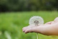 Soft focus side view seed of dandelion putting on woman hand, weed species Royalty Free Stock Photo