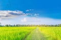 Soft focus the silhouette of paddy rice field , the sunset, the beautiful sky and cloud in Thailand.by t Royalty Free Stock Photo