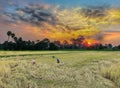 silhouette of the sunset with ripe brown paddy rice, ancient farmer practice to harvesting brown paddy rice seed, the b