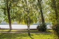 Soft focus single birch tree in meadow in bright sunny weather nature scenery landscape