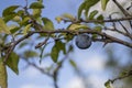 Soft focus of a single plum fruit on a tree branch