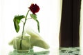 Soft focus single rose flower in cup on table room inside environment curtain background