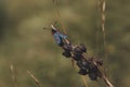 Soft focus of a six-spotted burnet moth on weeds at a field