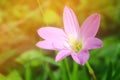 soft focus small pink flower with green light bokeh spring background Royalty Free Stock Photo