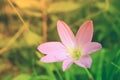 small pink flower blooming ,spring nature background Royalty Free Stock Photo