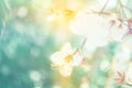 Soft focus small white flower with bokeh spring background Royalty Free Stock Photo