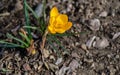 Soft focus of spring nature with close-up Crocus Golden Yellow on blurred natural background Royalty Free Stock Photo