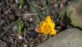 Soft focus of spring nature with close-up Crocus Golden Yellow on blurred natural background garden Royalty Free Stock Photo