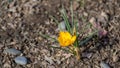 Soft focus of spring nature with close-up Crocus Golden Yellow on blurred natural background garden Royalty Free Stock Photo