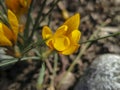 Soft focus of spring nature with close-up Crocus Golden Yellow on blurred natural background garden. Nature concept Royalty Free Stock Photo