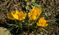 Soft focus of spring nature with close-up Crocus Golden Yellow on blurred natural background garden. Nature concept Royalty Free Stock Photo