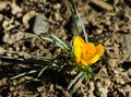 Soft focus of spring nature with close-up Crocus Golden Yellow on blurred natural background garden. Royalty Free Stock Photo