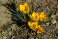 Soft focus of spring nature with close-up Crocus Golden Yellow on blurred natural background garden. Royalty Free Stock Photo