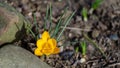 Soft focus of spring nature with close-up Crocus Golden Yellow on blurred natural background Royalty Free Stock Photo