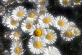 Soft focus Summer daisies