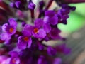 Soft focus of summer lilac flowers blooming at a garden in spring Royalty Free Stock Photo