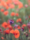 Soft focus of a summer poppy field in rural Bucknell, Oxfordshire