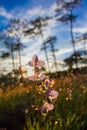 Soft Focus sweet purple flowers and pine tree forest with sunset light on Phu Soi Dao National Park, Thailand