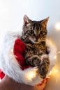 cat looking at camera in man hands and red and white santa hat with christmas lights Royalty Free Stock Photo
