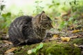 Soft focus of a tabby cat sitting at a garden surrounded with moss, weeds and grass