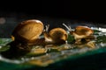 Soft focus of three snails walking on the leaf with some droplet Royalty Free Stock Photo