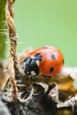 Soft focus of a tiny ladybug on a rotting leaf