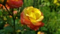 Soft focus to sunny yellow rose closeup on green blurred background with copy space. Floral texture of orange and yellow rose Royalty Free Stock Photo