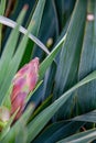 Soft focus to yucca bud between long leaves Royalty Free Stock Photo