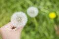 Soft focus Top view of woman holding seed of dandelion Royalty Free Stock Photo