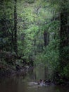 Soft focus tree trunks reflected on still water