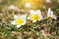 Soft focus Tropical flowers frangipani plumeria on green grass Royalty Free Stock Photo