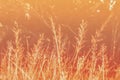 Soft focus of tropical grass  flower field Royalty Free Stock Photo