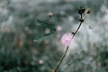 soft focus tropical pink grass flower with bee background Royalty Free Stock Photo