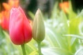 Soft Focus Tulips