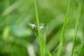 Soft focus. Two fluffy white dandelion seeds flying in wind fell into green grass of earth. Wind dispersal of seeds. Royalty Free Stock Photo