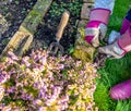 Lady gardener weeding around the pink heather with a small fork