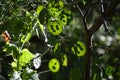 Soft focus of unripe seedpods of an annual honesty plant against a blurry background