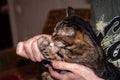 Veterinarian hands giving grug cute brown tabby cat holding with paws syringe