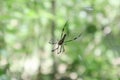 Soft focus view a Giant golden orb weaver spider catching a flying insect Royalty Free Stock Photo