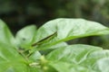 Soft focus view of a short horned grasshopper sits on top of a bright leaf