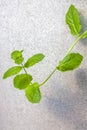 A soft focus view of a green and a fresh sprig of mint hanging from a pot. Royalty Free Stock Photo