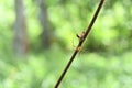 Soft focus view of a striped Lynx spider sitting on a hairy vine stem