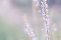 Soft focus violet grass flower spring nature relax backgr Royalty Free Stock Photo