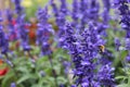 Soft focus of violet salvia flowers with a bee gathering nectar