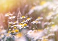 Soft focus on wheat and daisy flowers Royalty Free Stock Photo