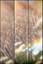 Soft focus on wheat wheat field and daisy flowers - wild chamomile Royalty Free Stock Photo