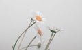 Soft focus white Chamomile flower. Gray horizontal copy space background