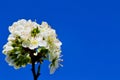 Soft focus of white cherry blossom flowers with blue sky - Prunus, Amygdaloideae, Rosaceae Royalty Free Stock Photo