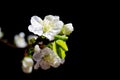 Soft focus of white cherry blossom flowers with blue sky - Prunus, Amygdaloideae, Rosaceae Royalty Free Stock Photo